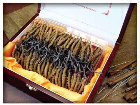 皇桐镇冬虫夏草回收